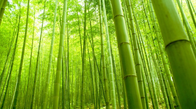 Bamboo and Trader